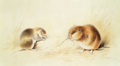Dormice by Edward Lear